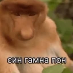 _igorok
