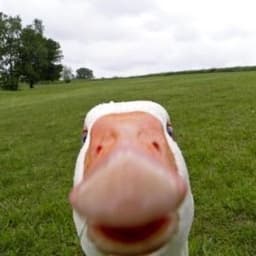 _Bugy_