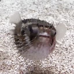 Pufferfishh