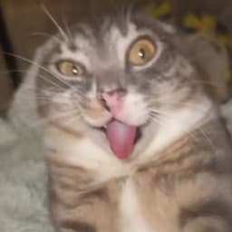m1nefeed