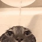 turtleme