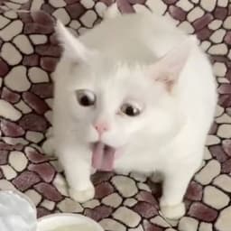 Rororogka