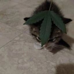 cAAAw