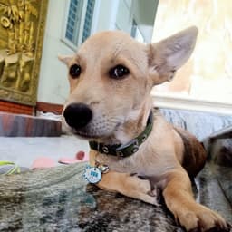 txhoangpy