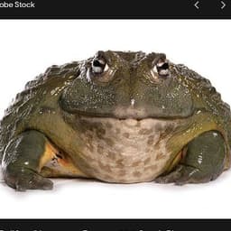BulFr0G