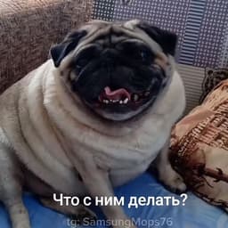 Smurfik12120