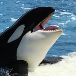 Kasatka9112