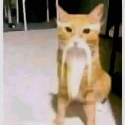 Dogep