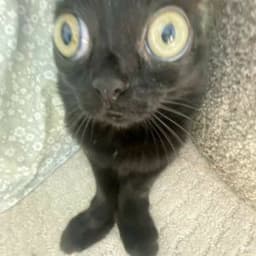 gambit_cat