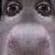 nick_gerr2