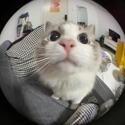 -Pandaa