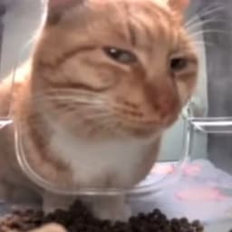 Gatomiauu