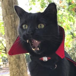 Vampire_Cat