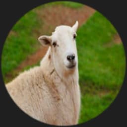 sheep12