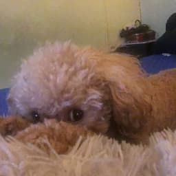 DON_PAPU