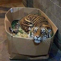 Tigerb0x