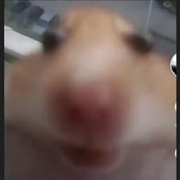 -DuDoSA-