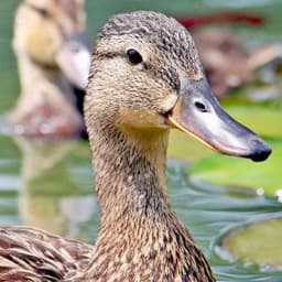 MidDuck