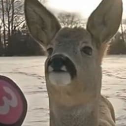 636