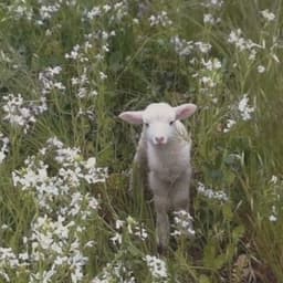 realsheepy