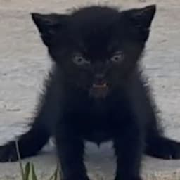 PsiHhhh
