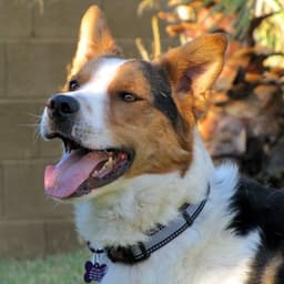 noochpooch