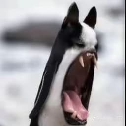 SND111