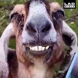 La_Chevreu