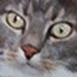 CatsOverDogs