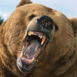 isBEARagain