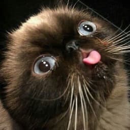 Who_Dat_B0Y