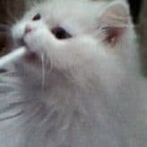 meowfi