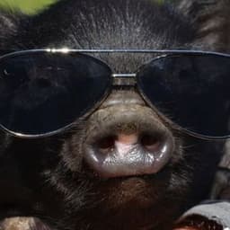 6LILPIG9