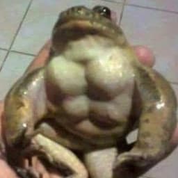 PiloquinhaT