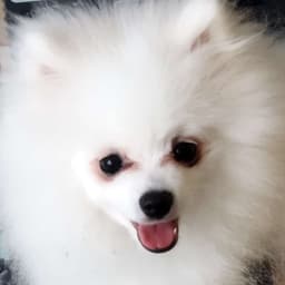 TeddJunior