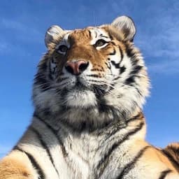 1aslan19