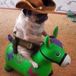CowBoy_Dog