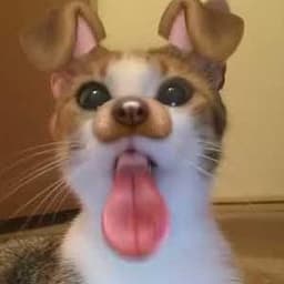 Efendwm