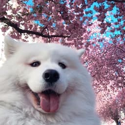 Ap4ch3r
