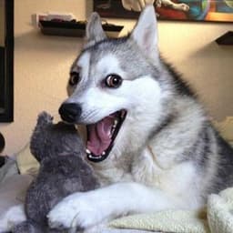 dogeluvr123