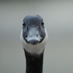 veinypeter