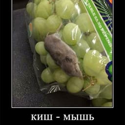 ShadowYarLIK