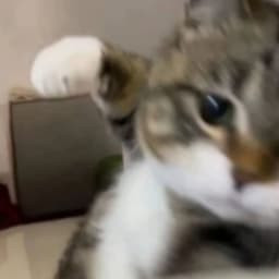 itsCORTEZ