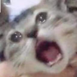 ivy__SS