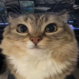 Yporotiy_lis