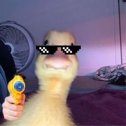Ebbesol