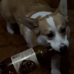 LEVA_LOVA