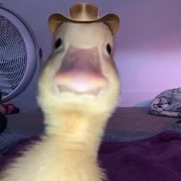 Quackxycs