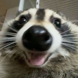 racgoon