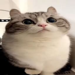 peipeika